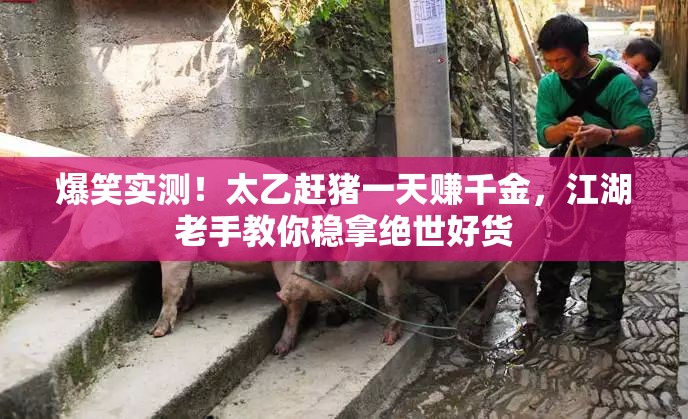 爆笑實(shí)測(cè)！太乙趕豬一天賺千金，江湖老手教你穩(wěn)拿絕世好貨