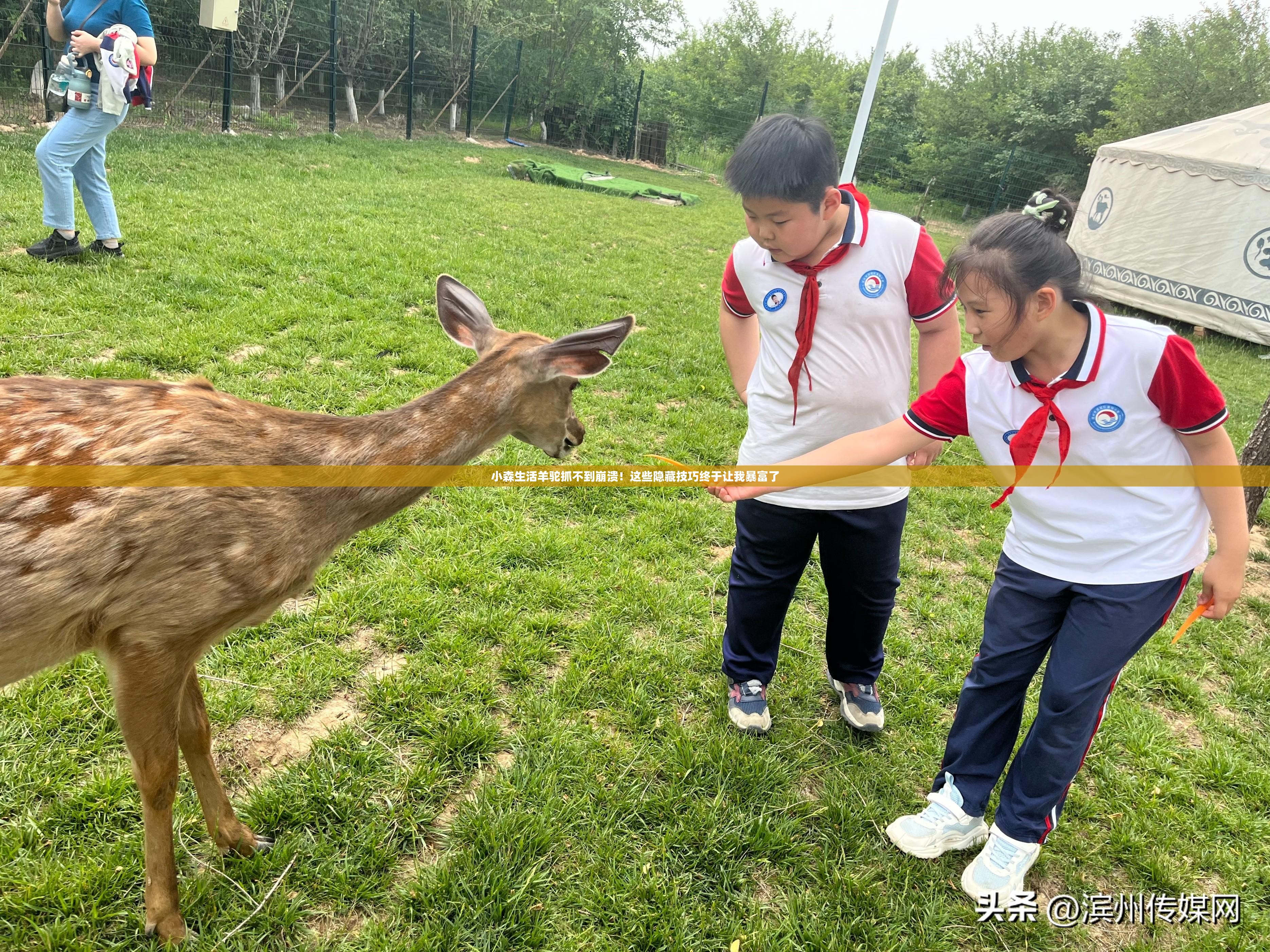 小森生活羊駝抓不到崩潰！這些隱藏技巧終于讓我暴富了